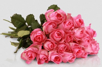 lovely-pink-avalanche-miflora.jpg