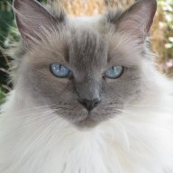 Albino